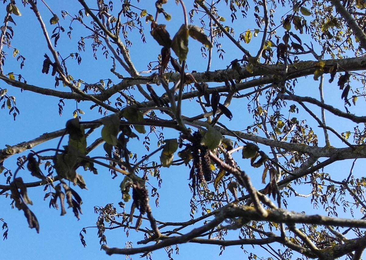 noyers printemps 2017.jpg